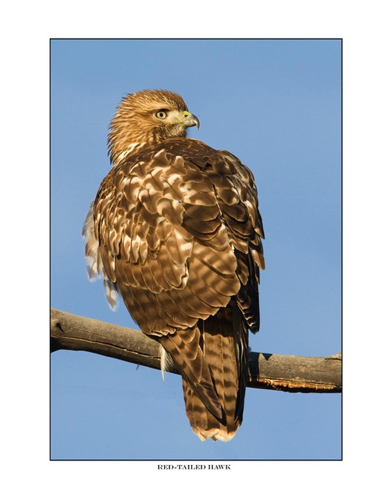 2558 red-tailed hawk.jpg